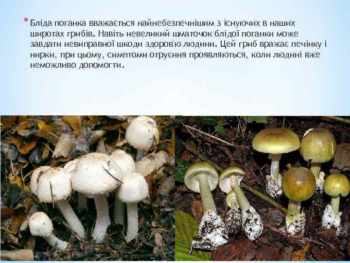 * Бліда поганка вважається найнебезпечнішим з існуючих в наших широтах грибів. Навіть невеликий шматочок