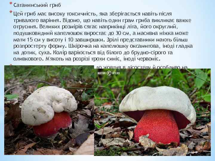 * Сатанинський гриб * Цей гриб має високу токсичність, яка зберігається навіть після тривалого