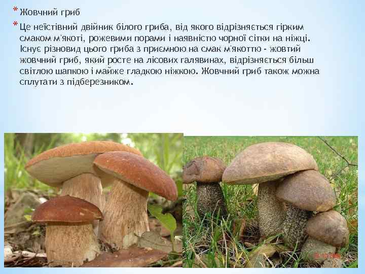 * Жовчний гриб * Це неїстівний двійник білого гриба, від якого відрізняється гірким смаком