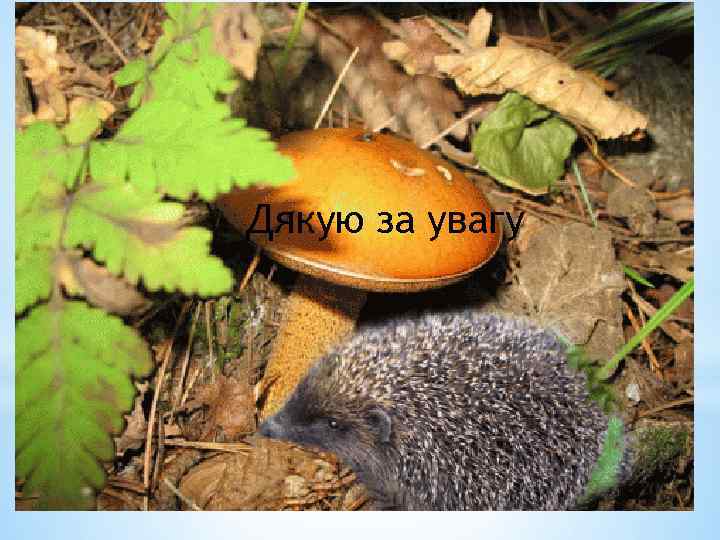 Дякую за увагу 