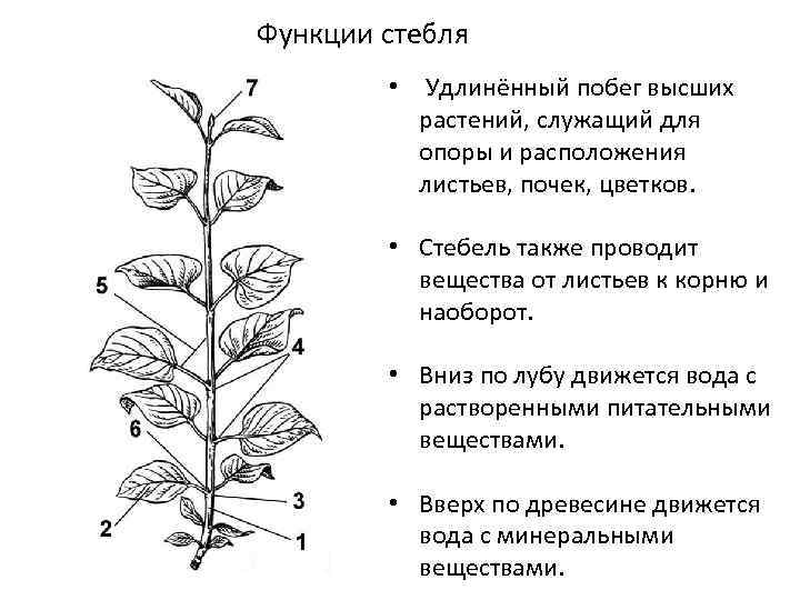Функции стебля • Удлинённый побег высших растений, служащий для опоры и расположения листьев, почек,