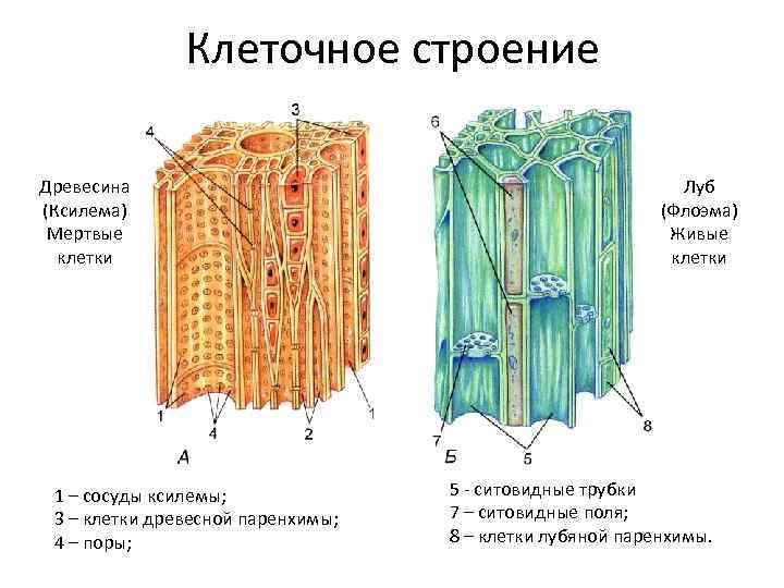 Клеточное строение Древесина (Ксилема) Мертвые клетки 1 – сосуды ксилемы; 3 – клетки древесной