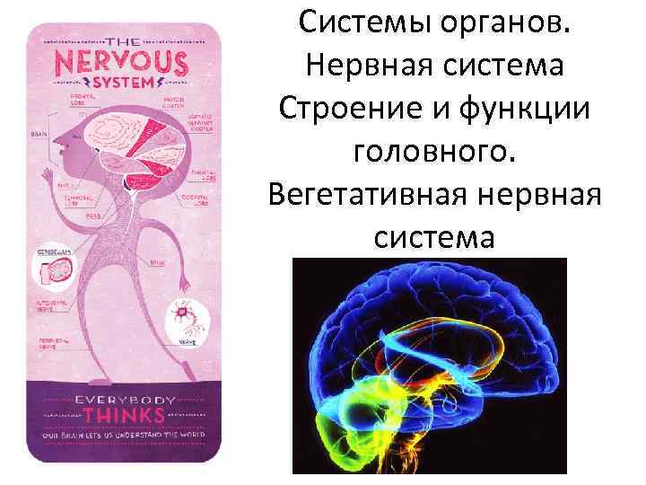 Системы органов. Нервная система Строение и функции головного. Вегетативная нервная система 