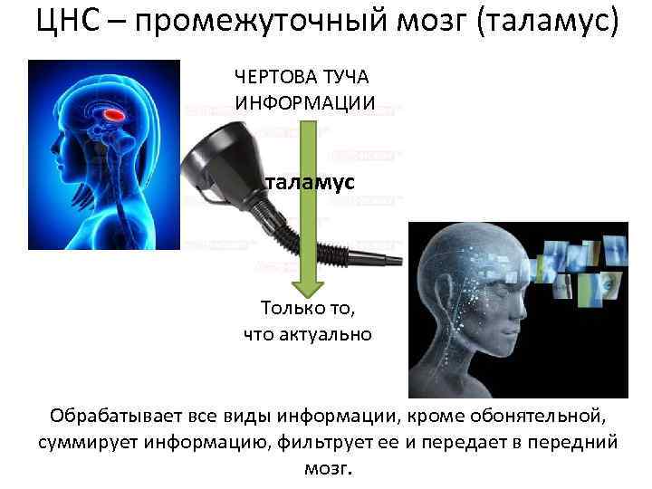 ЦНС – промежуточный мозг (таламус) ЧЕРТОВА ТУЧА ИНФОРМАЦИИ таламус Только то, что актуально Обрабатывает