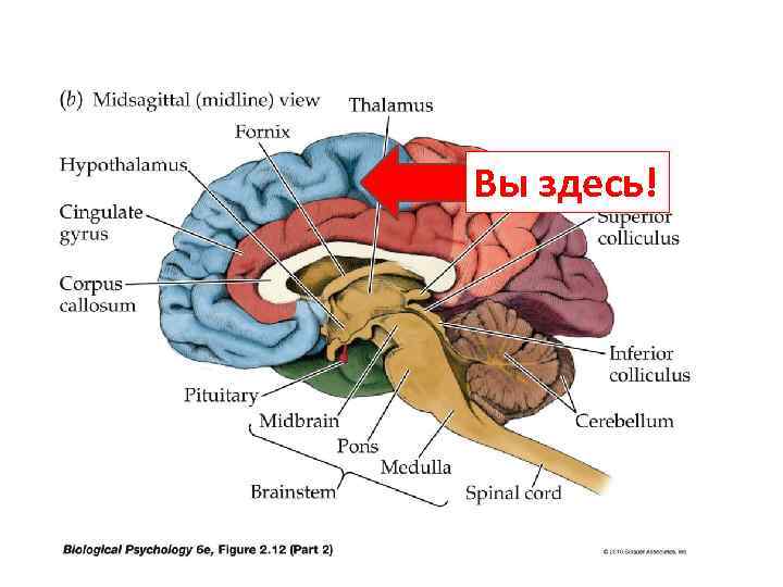 Вы здесь! 