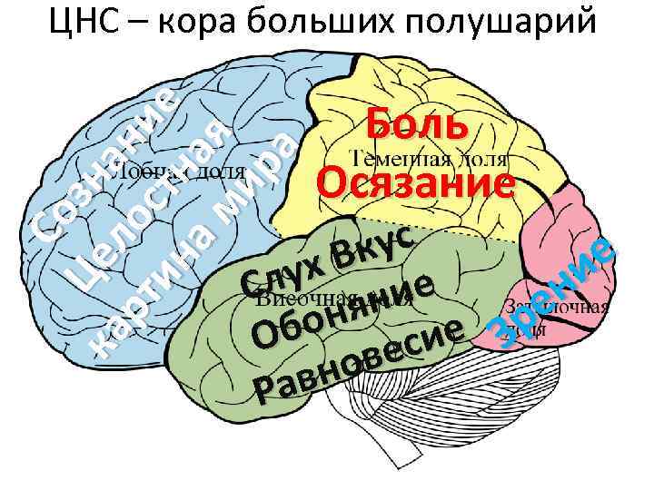 Со Це зн ка л а рт ос ни ин тн е а м