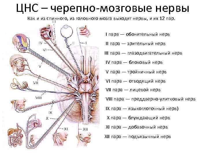 Черепно мозговые нервы являются. 12 Пар черепных нервов схема. Схема расположения и иннервации 12 пар черепных нервов. Схема 12 пар ЧМН. 12 Пар черепно мозговых нервов анатомия.
