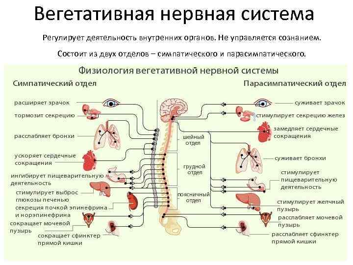 Вегетативная нервная система Регулирует деятельность внутренних органов. Не управляется сознанием. Состоит из двух отделов