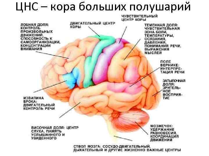 ЦНС – кора больших полушарий 