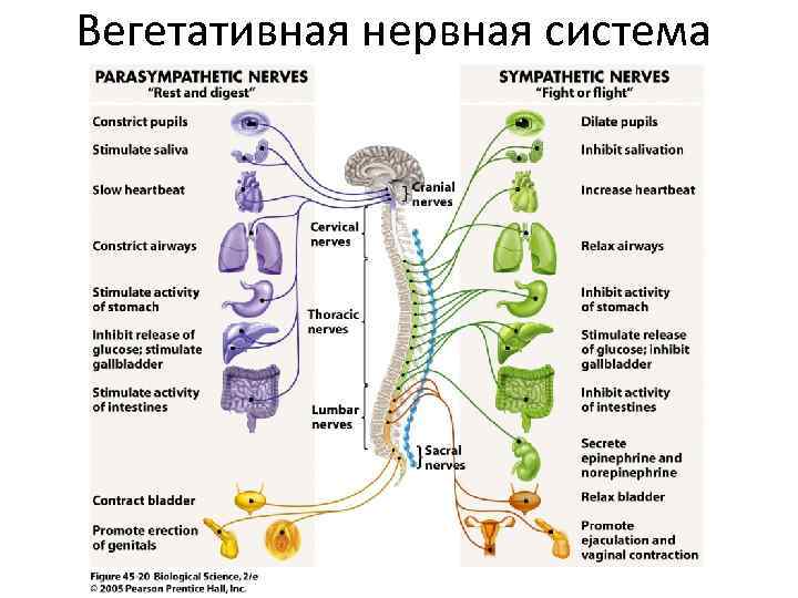 Вегетативная нервная система 