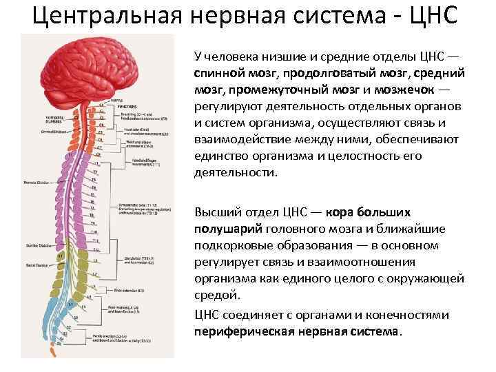 Низших отделов мозга. Нервная система строение и функции нервной системы. Строение ЦНС человека схема. Центральная нервная система структура отделы и функции. ЦНС таблица спинной мозг головной мозг.