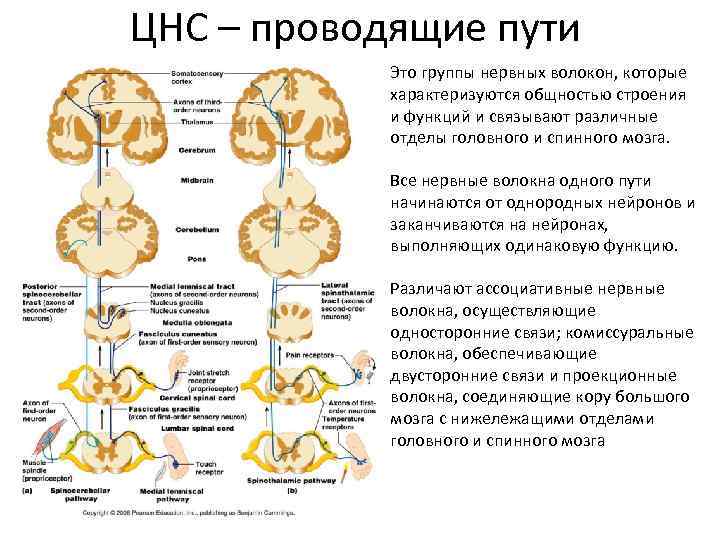 ЦНС – проводящие пути Это группы нервных волокон, которые характеризуются общностью строения и функций