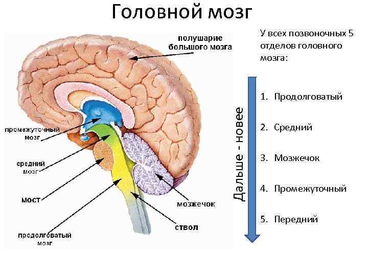 Назовите отделы головного мозга человека