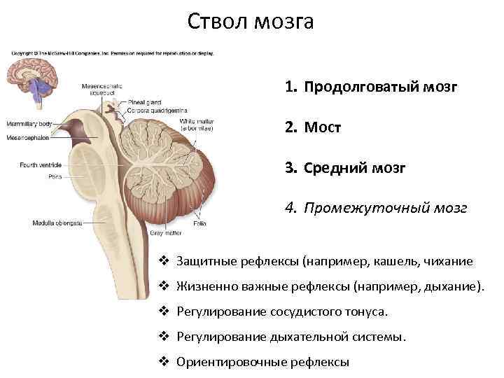 Продолговатый мозг входит в состав. Ствол головного мозга строение и функции. Ствол мозга строение анатомия. Функции отделов ствола головного мозга. Ствол мозга средний мозг строение.