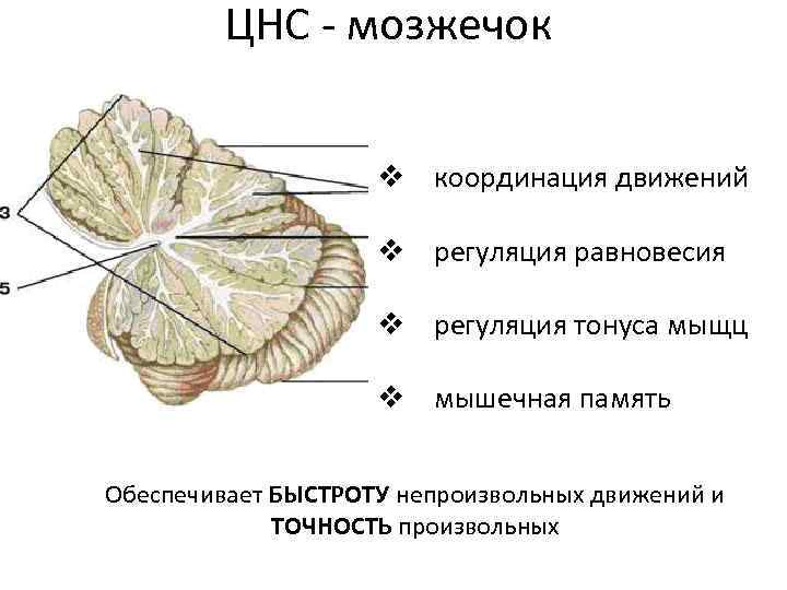 За что отвечает мозжечок. Мозжечок строение и функции. Мозжечок рисунок. Дольки мозжечка. Мозжечок у млекопитающих.