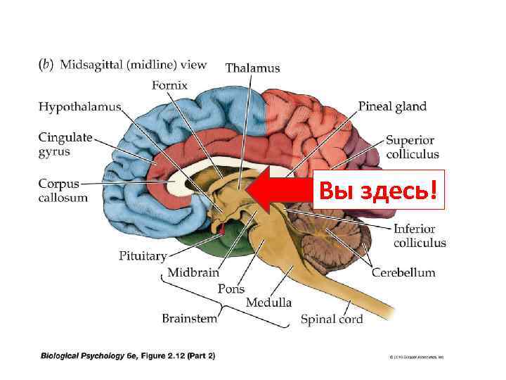 Вы здесь! 