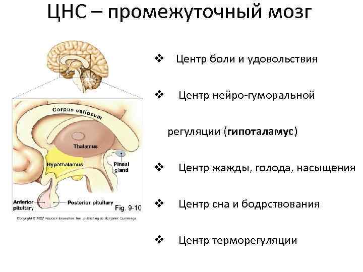 Регуляция голода и насыщения отдел мозга