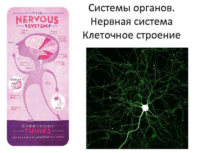 Системы органов. Нервная система Клеточное строение 