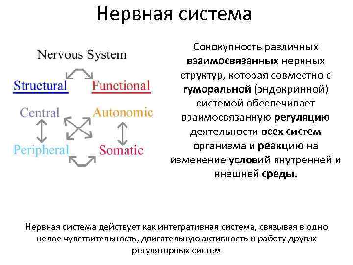 Нервная система Совокупность различных взаимосвязанных нервных структур, которая совместно с гуморальной (эндокринной) системой обеспечивает
