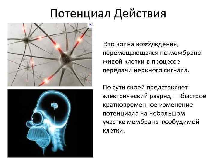 Потенциал Действия Это волна возбуждения, перемещающаяся по мембране живой клетки в процессе передачи нервного