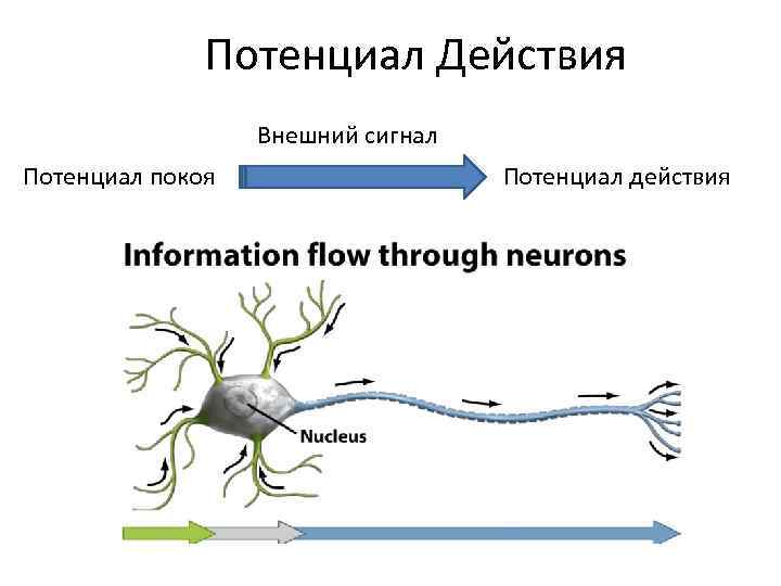 Потенциал Действия Внешний сигнал Потенциал покоя Потенциал действия 