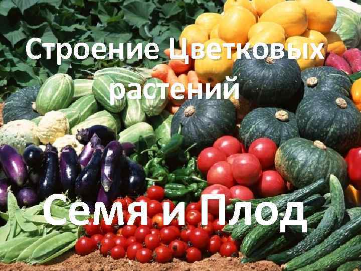 Строение Цветковых растений Семя и Плод 