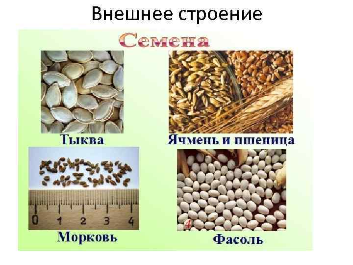 Внешнее строение 