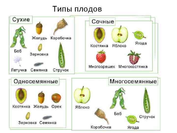 Типы плодов 