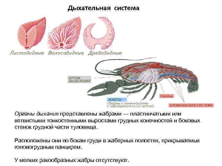 Ракообразные дыхательная система