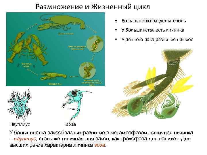 Размножение и Жизненный цикл • Большинство раздельнополы • У большинства есть личинка • У