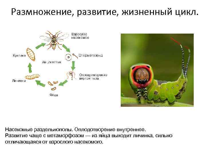 Размножение, развитие, жизненный цикл. Насекомые раздельнополы. Оплодотворение внутреннее. Развитие чаще с метаморфозом — из