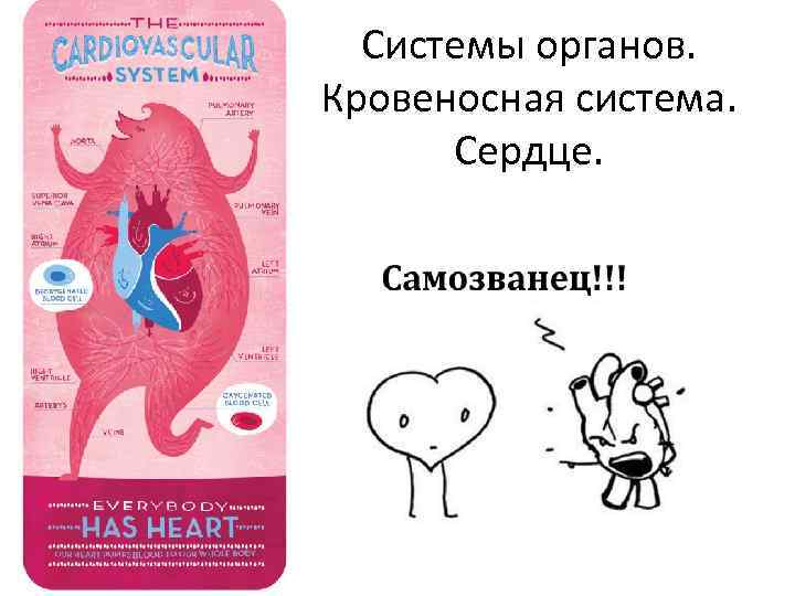 Системы органов. Кровеносная система. Сердце. 