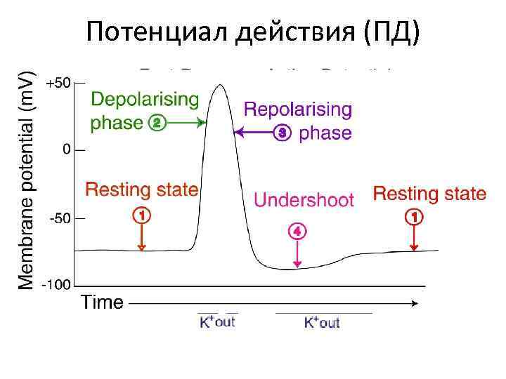 Потенциал действия (ПД) 