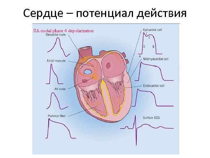 Действовать сердцем. Клетки проводящей системы сердца. Потенциал сердца. Проводящая система сердца анимация. Проводящая система сердца gif.