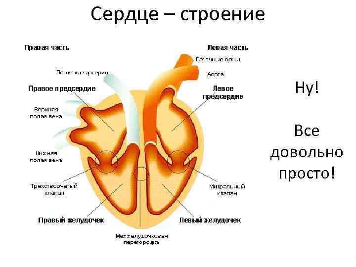 Сердце – строение Ну! Все довольно просто! 