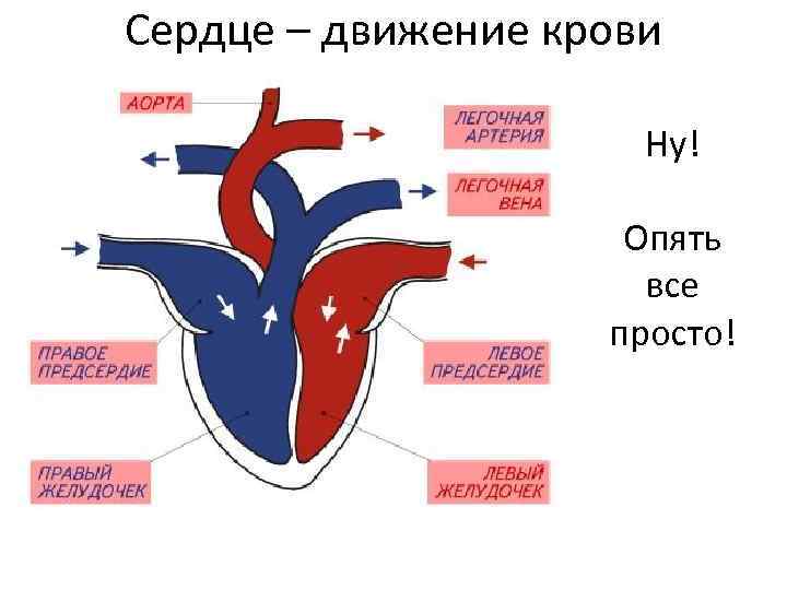 Сердце – движение крови Ну! Опять все просто! 