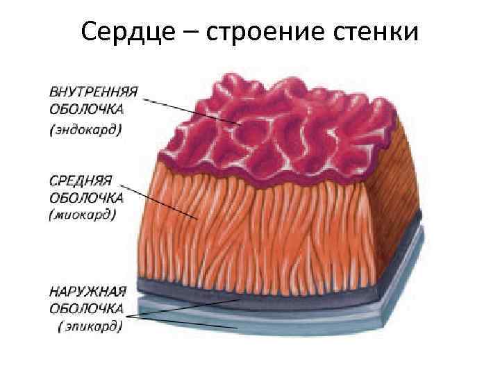 Сердце – строение стенки 