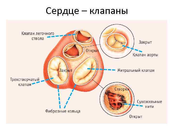 Сердце – клапаны 