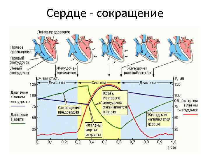 Сердце - сокращение 