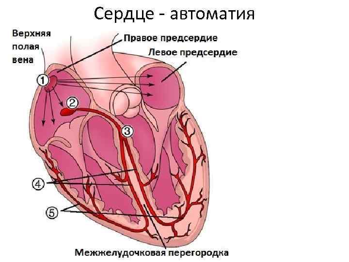 Автоматия сердца презентация