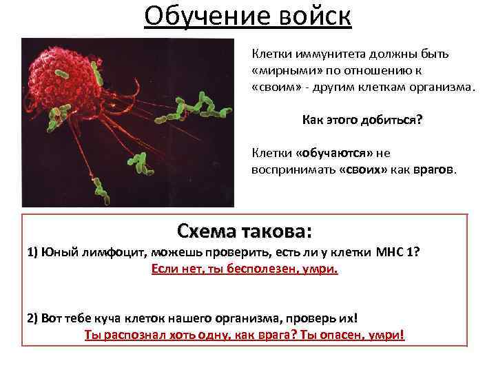 Обучение войск Клетки иммунитета должны быть «мирными» по отношению к «своим» - другим клеткам
