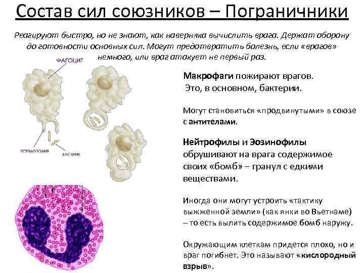 Состав сил союзников – Пограничники Реагируют быстро, но не знают, как наверняка вычислить врага.
