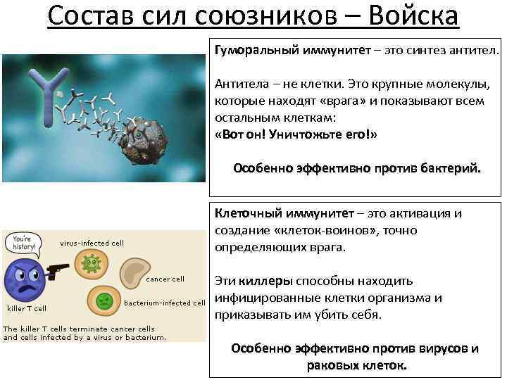 Клеточный и гуморальный иммунитет. Различия клеточного и гуморального иммунитета. Отличие гуморального иммунитета от клеточного. Иммунитет клеточный и гуморальный параметры. Различие клеточный иммунитет гуморальный иммунитет.