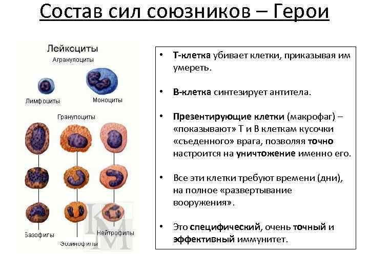 Состав сил союзников – Герои • Т-клетка убивает клетки, приказывая им умереть. • В-клетка