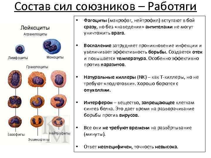 Состав сил союзников – Работяги • Фагоциты (макрофаг, нейтрофил) вступают в бой сразу, но