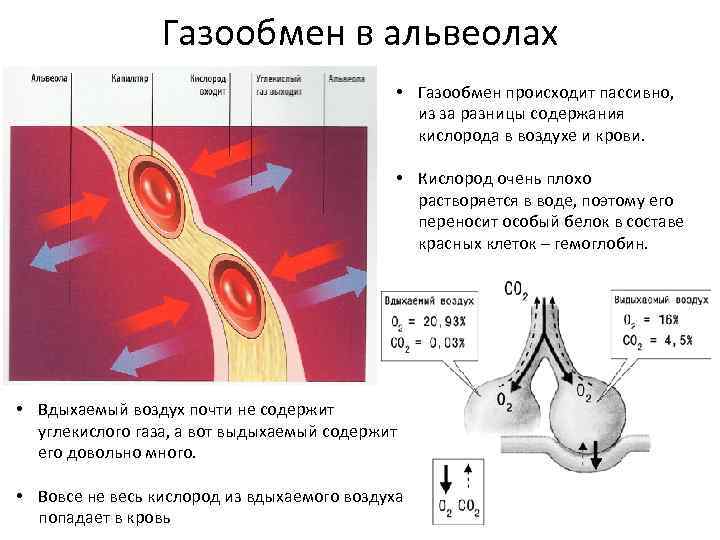 Газообмен функция