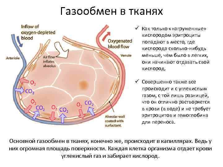 Где происходит газообмен