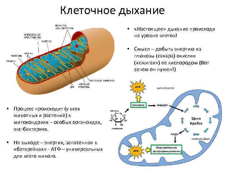 Схема клеточного дыхания егэ биология