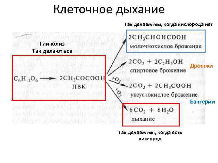 Подготовительный этап клеточного дыхания