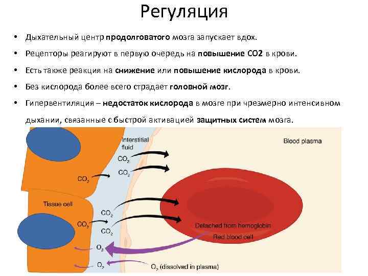 Влияние углекислого газа на дыхательный центр исследовательский проект 8 класс